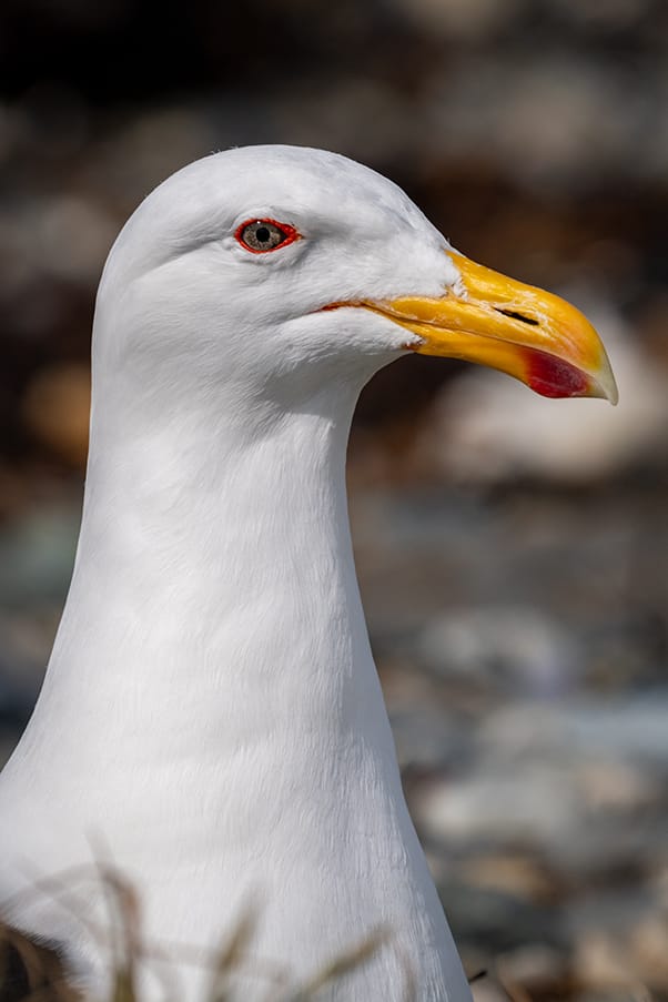 Patagonia essay 08 picture